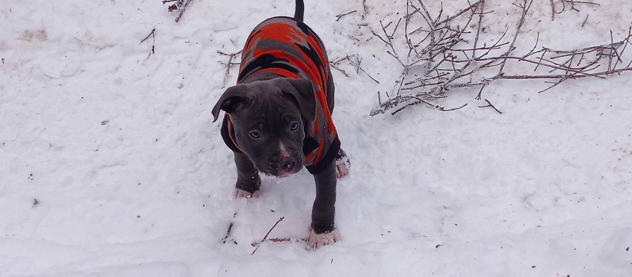 Sprocket joined the competition — help win amazing prizes! canidae, carnivore, collar, companion_dog, dog, dog_breed, dog_collar, dog_supply, fawn, freezing, fur, pet_supply, plant, snout, snow, sporting_group, tree, twig, winter, working_animal