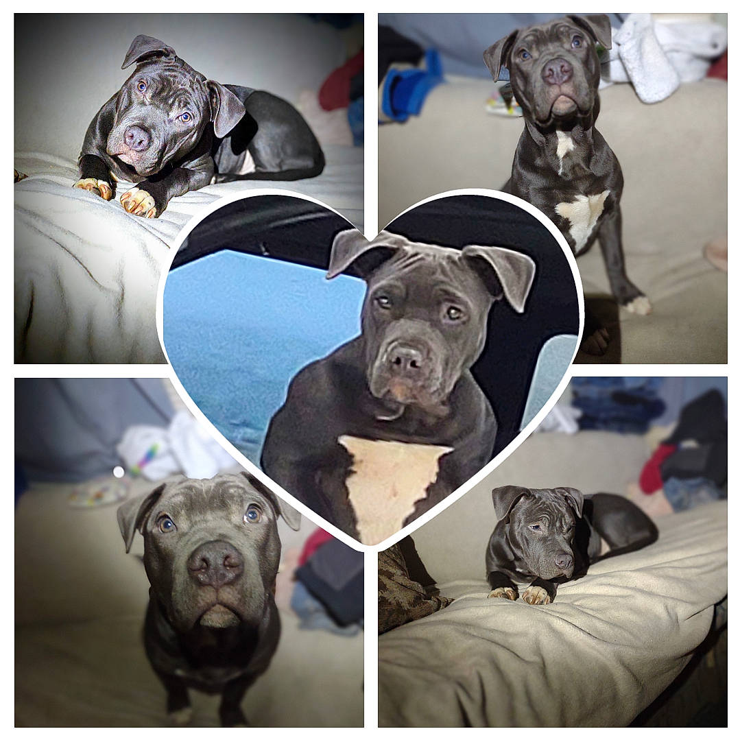 Sprocket is registered to the contest to win money with this photo: art, black, carnivore, comfort, companion_dog, dog, dog_breed, fawn, font, grey, light, mammal, photograph, product, sleeve, snapshot, snout, sporting_group, vertebrate, working_animal