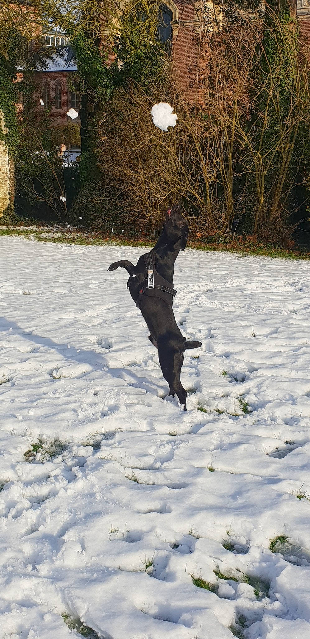 Ouper a rejoint le concours — aidez-le/la à gagner de superbes lots ! canidae, carnivore, dog, dog_breed, guard_dog, hunting_dog, jumping, labrador_retriever, retriever, snow, sporting_group, winter