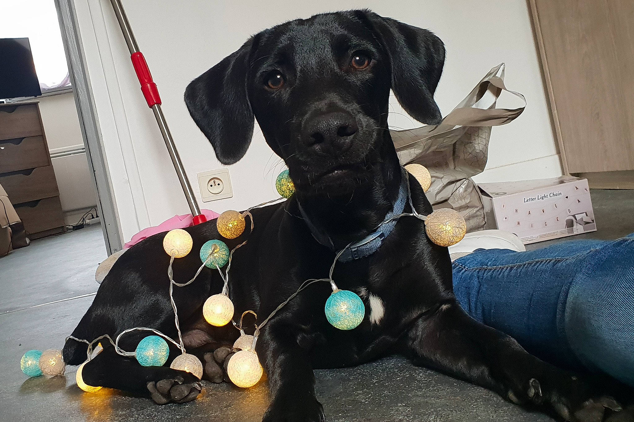 Ouper a rejoint le concours — aidez-le/la à gagner de superbes lots ! beagador, borador, canidae, carnivore, companion_dog, dog, dog_breed, flat_coated_retriever, great_dane, hunting_dog, labrador_retriever, mammal, patterdale_terrier, pointing_breed, puppy, rare_breed_dog, retriever, snout, sporting_group