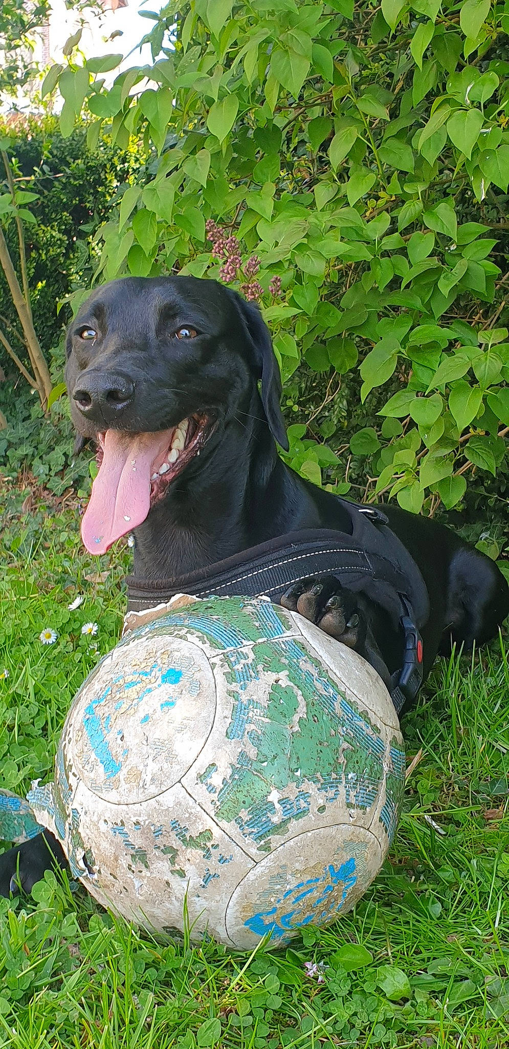 Ouper participe au concours pour gagner de l'argent avec cette photo : canidae, carnivore, dog, dog_breed, grass, labrador_retriever, sporting_group