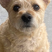 Lollie Lou Montero joined the competition — help win amazing prizes! animal, canine, close_up, curly_fur, cute, dog, ears, expression, face, fluffy, friendly, fur, light_brown, looking_at_camera, muzzle, nose, outdoor, pet, portrait, whiskers