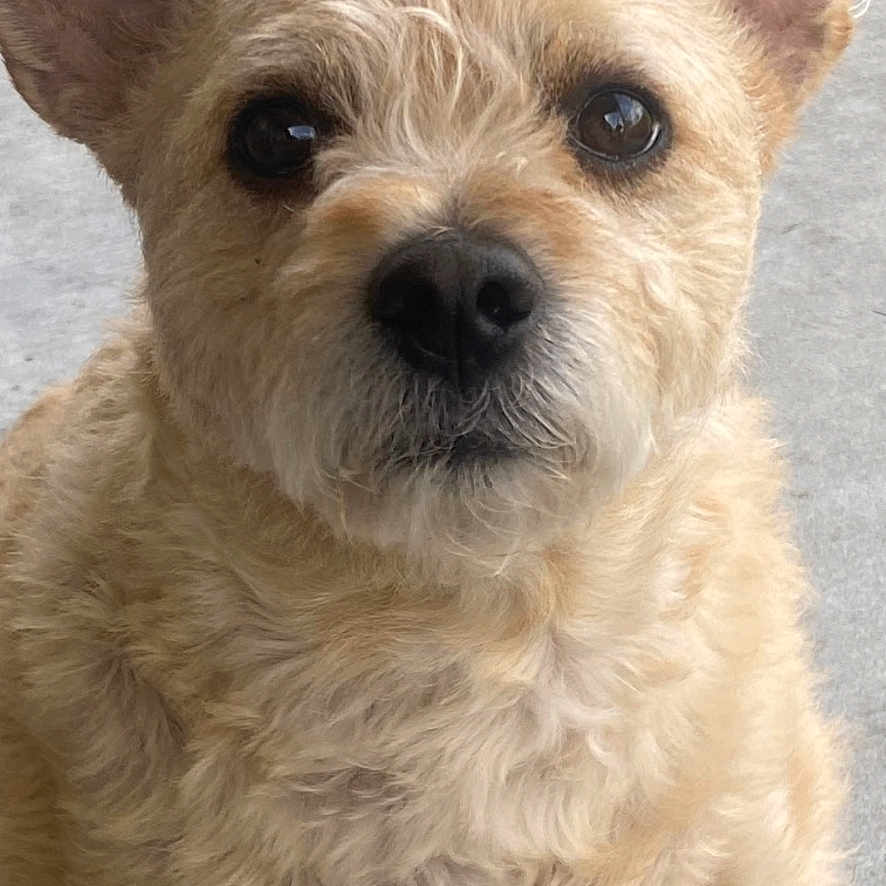 Lollie Lou Montero joined the competition — help win amazing prizes! animal, canine, close_up, curly_fur, cute, dog, ears, expression, face, fluffy, friendly, fur, light_brown, looking_at_camera, muzzle, nose, outdoor, pet, portrait, whiskers