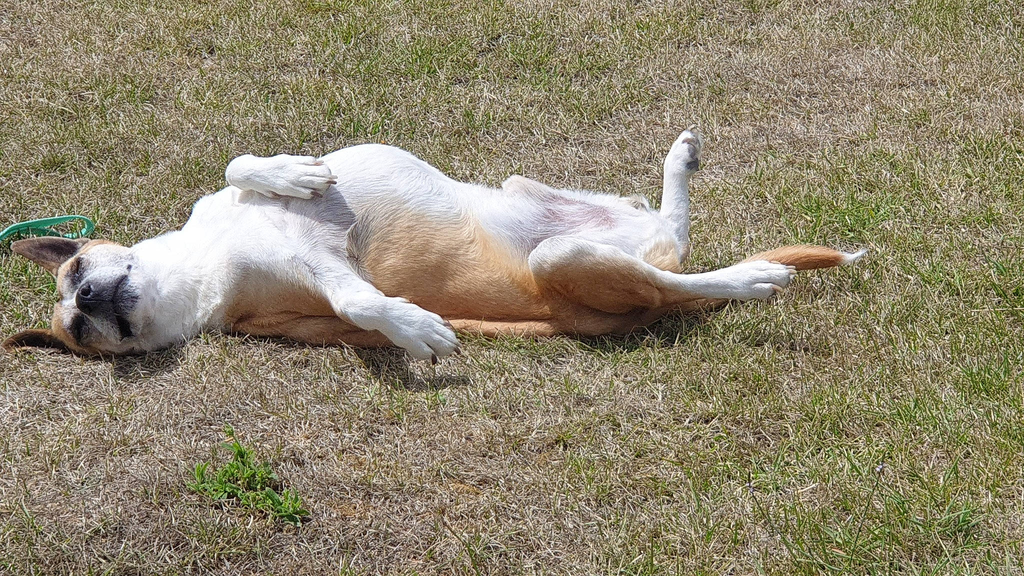 Tama participe au concours pour gagner de l'argent avec cette photo : big_cats, canidae, dog_breed, fawn, grass, grassland, grazing, human_leg, livestock, natural_landscape, pasture, plant, prairie, safari, snout, soil, sporting_group, stallion, terrestrial_animal, wildlife