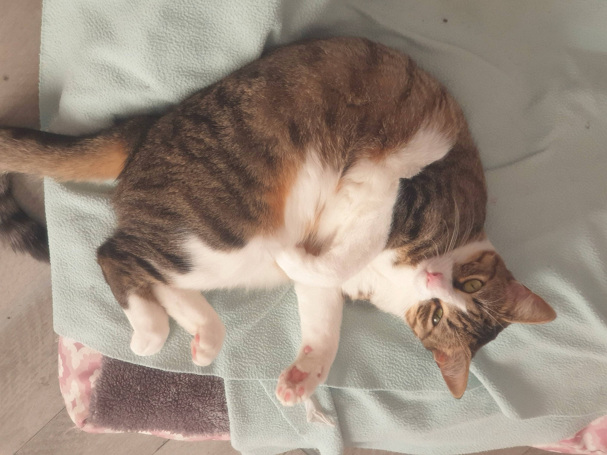 Rose participe au concours pour gagner de l'argent avec cette photo : canidae, carnivore, cat, claw, comfort, domestic_short_haired_cat, ear, fawn, felidae, fur, lap, nap, paw, sleep, small_to_medium_sized_cats, snout, sporting_group, tail, whiskers, wood