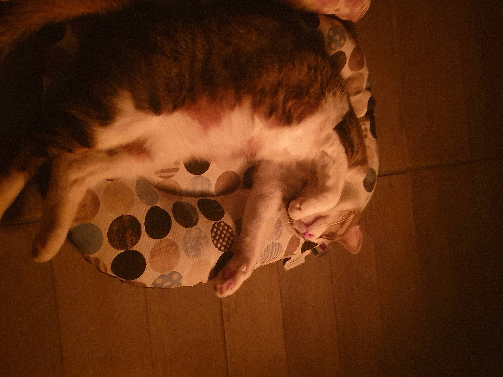 Rose a rejoint le concours — aidez-le/la à gagner de superbes lots ! carnivore, cat, comfort, companion_dog, darkness, dog_breed, domestic_short_haired_cat, fawn, felidae, flooring, fur, paw, sky, small_to_medium_sized_cats, snout, tail, toy, tree, whiskers, wood