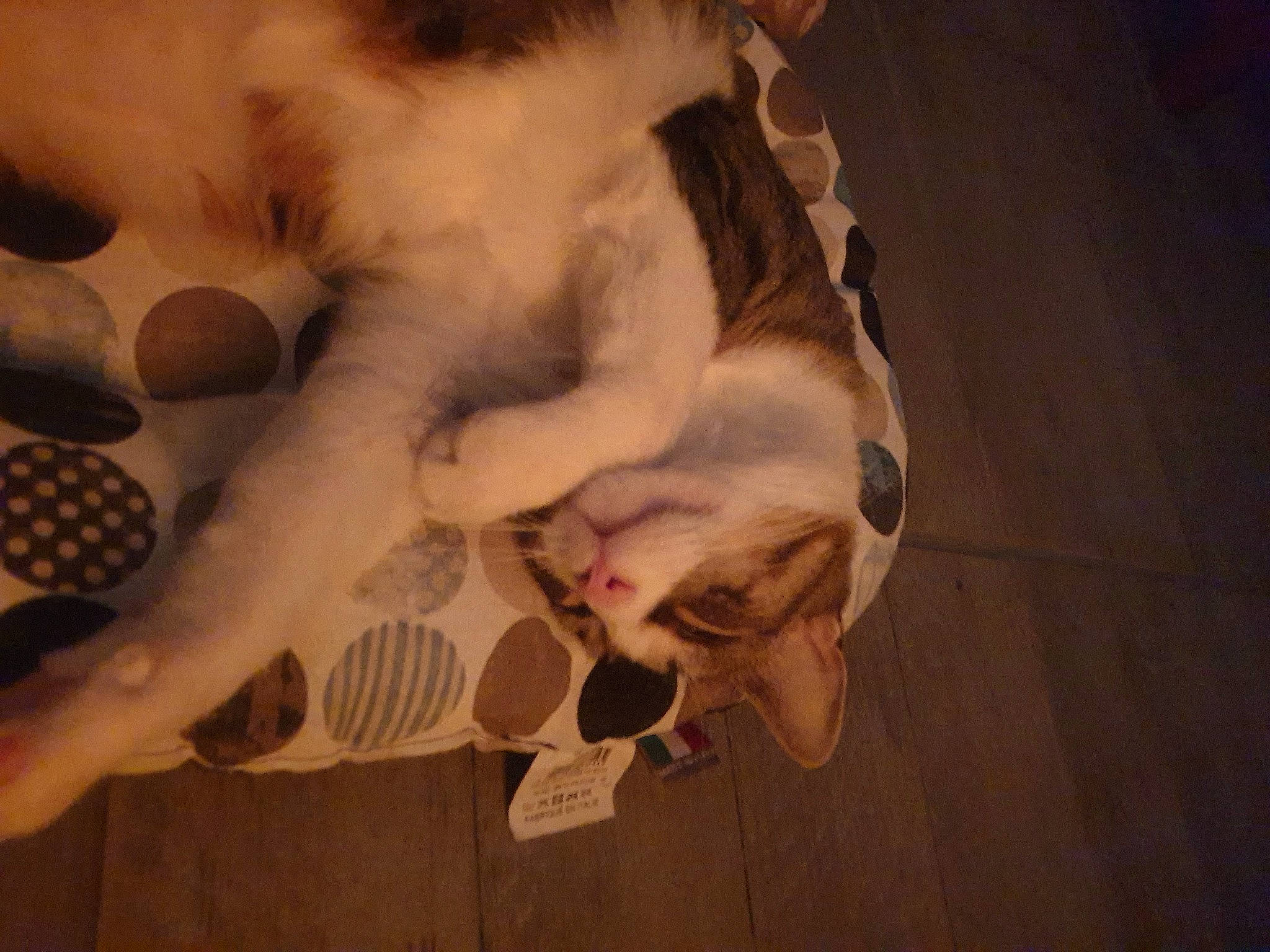 Rose participe au concours pour gagner de l'argent avec cette photo : art, carnivore, cloud, comfort, companion_dog, dog, dog_breed, fawn, felidae, flooring, fur, hardwood, paw, sky, snout, tail, tints_and_shades, tree, whiskers, wood