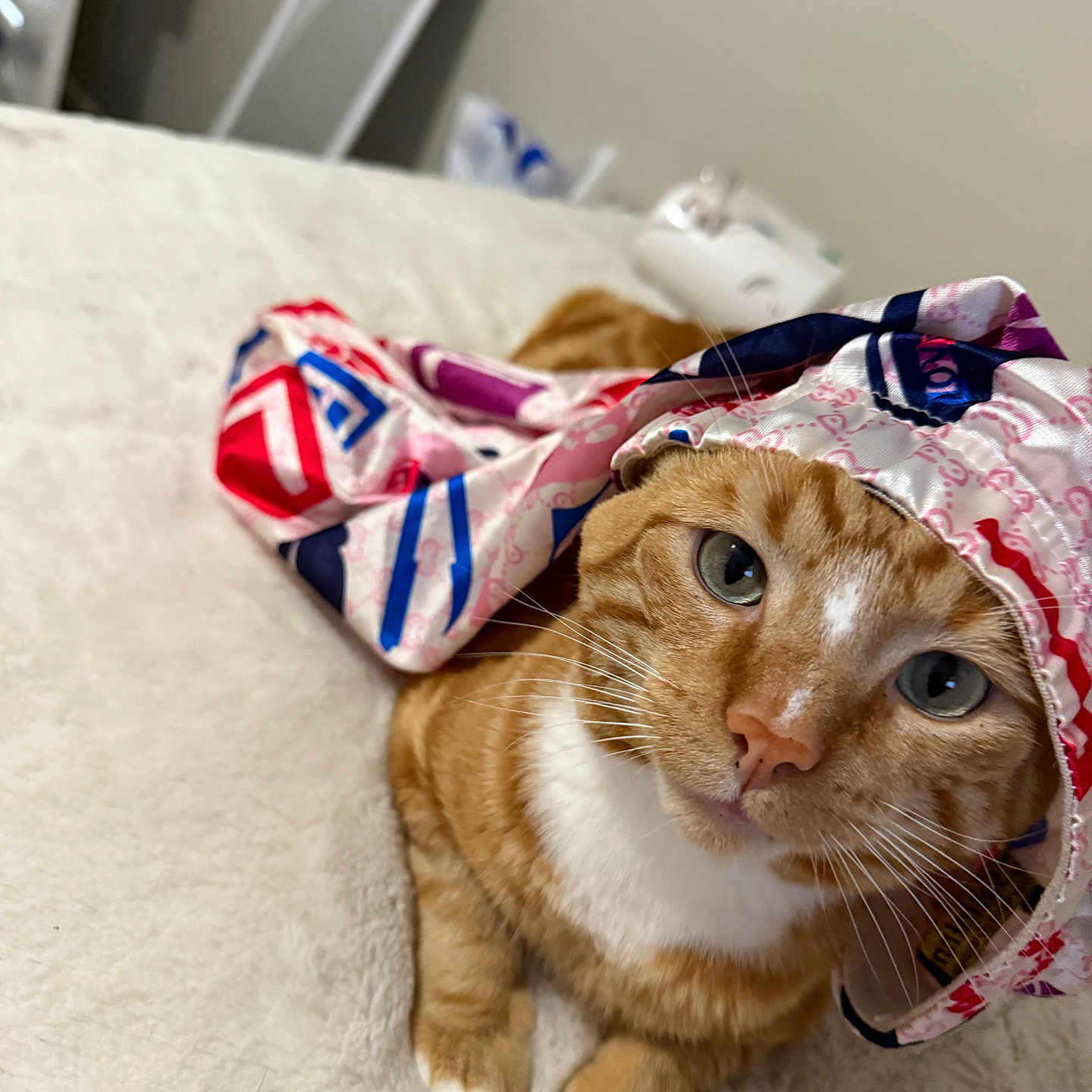 Harley is registered to the contest to win money with this photo: animal, bedroom, blanket, cat, closeup, cozy, curious, cute, domestic_cat, fabric, feline, fur, indoor, laying_down, orange_tabby, patterned_cloth, pet, portrait, whiskers, white_paws