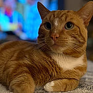 Harley is registered to the contest to win money with this photo: animal, background_blur, cat, close_up, cozy, curious, cute, domestic, eyes, feline, fur, indoor, lying_down, mammal, orange_tabby, pet, portrait, relaxed, soft_texture, whiskers