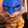 Harley joined the competition — help win amazing prizes! animal, blue_mask, cat, close_up, costume, cute, domestic_animal, ears, expression, funny, fur, hand, indoor, orange_tabby, person, pet, pet_accessory, ring, superhero_mask, whiskers