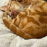 Harley joined the competition — help win amazing prizes! animal, cat, close_up, cozy, curled_up, cute, domestic_cat, fluffy_blanket, fur, ginger_cat, indoor, mammal, nap, peaceful, pet, relaxed, resting, sleeping, soft_texture, whiskers