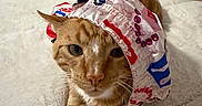 Harley joined the competition — help win amazing prizes! animal, bed, blanket, cat, cozy, curious, cute, domestic, fabric, feline, fur, indoor, orange_tabby, paws, pet, relaxed, resting, soft, striped, whiskers