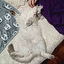 Yuki participe au concours pour gagner de l'argent avec cette photo : cat, fluffy, white_cat, relaxed, lying_down, pet, hand, blanket, cozy, indoor, feline, cute, sleepy, fur, paw, tail, animal, comfort, soft, resting