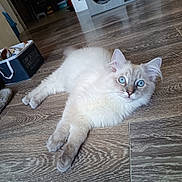 Yuki participe au concours pour gagner de l'argent avec cette photo : cat, blue_eyes, fluffy, white_fur, floor, wooden_floor, indoor, pet, animal, relaxed, looking_at_camera, ears, whiskers, paws, home, cozy, storage_box, curious, laying_down, household_items