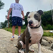 Simba a rejoint le concours — aidez-le/la à gagner de superbes lots ! dog, man, outdoor, path, rock, leash, stick, grass, tree, cloudy_sky, water, collar, shorts, tshirt, sneakers, pet, nature, portrait, animal, walking