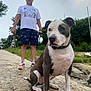 dog, man, outdoor, path, rock, leash, stick, grass, tree, cloudy_sky, water, collar, shorts, tshirt, sneakers, pet, nature, portrait, animal, walking