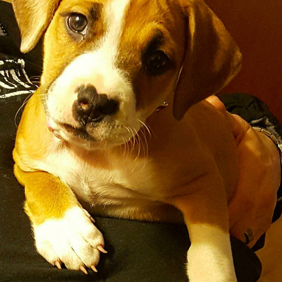 Baby Red joined the competition — help win amazing prizes! adorable, animal, brown, closeup, companion, cute, dog, ears, face, fur, human_hand, indoor, looking, mammal, paw, pet, puppy, resting, white, young