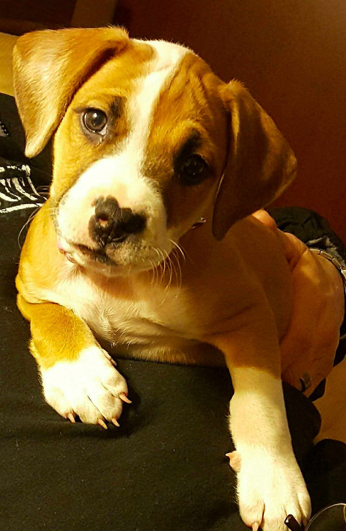Baby Red joined the competition — help win amazing prizes! adorable, animal, brown, closeup, companion, cute, dog, ears, face, fur, human_hand, indoor, looking, mammal, paw, pet, puppy, resting, white, young