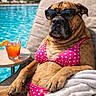 dog, bikini, sunglasses, poolside, lounging, drink, beverage, relaxation, summer, sunny, outdoor, chair, towel, water, swimming_pool, pet, funny, vacation, animal, leisure
