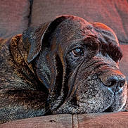 Enzo joined the competition — help win amazing prizes! dog, brindle, couch, pet, animal, relaxed, indoors, closeup, fur, canine, resting, portrait, mammal, companion, home, cozy, laying, snout, ears, soft_light
