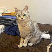 Nala participe au concours pour gagner de l'argent avec cette photo : cat, silver_tabby, pet, animal, indoor, curious, alert, folded_clothes, stack, brown_surface, whiskers, ears, tail, fur, domestic, mammal, sitting, looking, closeup, furniture