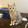 cat, silver_tabby, pet, animal, indoor, curious, alert, folded_clothes, stack, brown_surface, whiskers, ears, tail, fur, domestic, mammal, sitting, looking, closeup, furniture