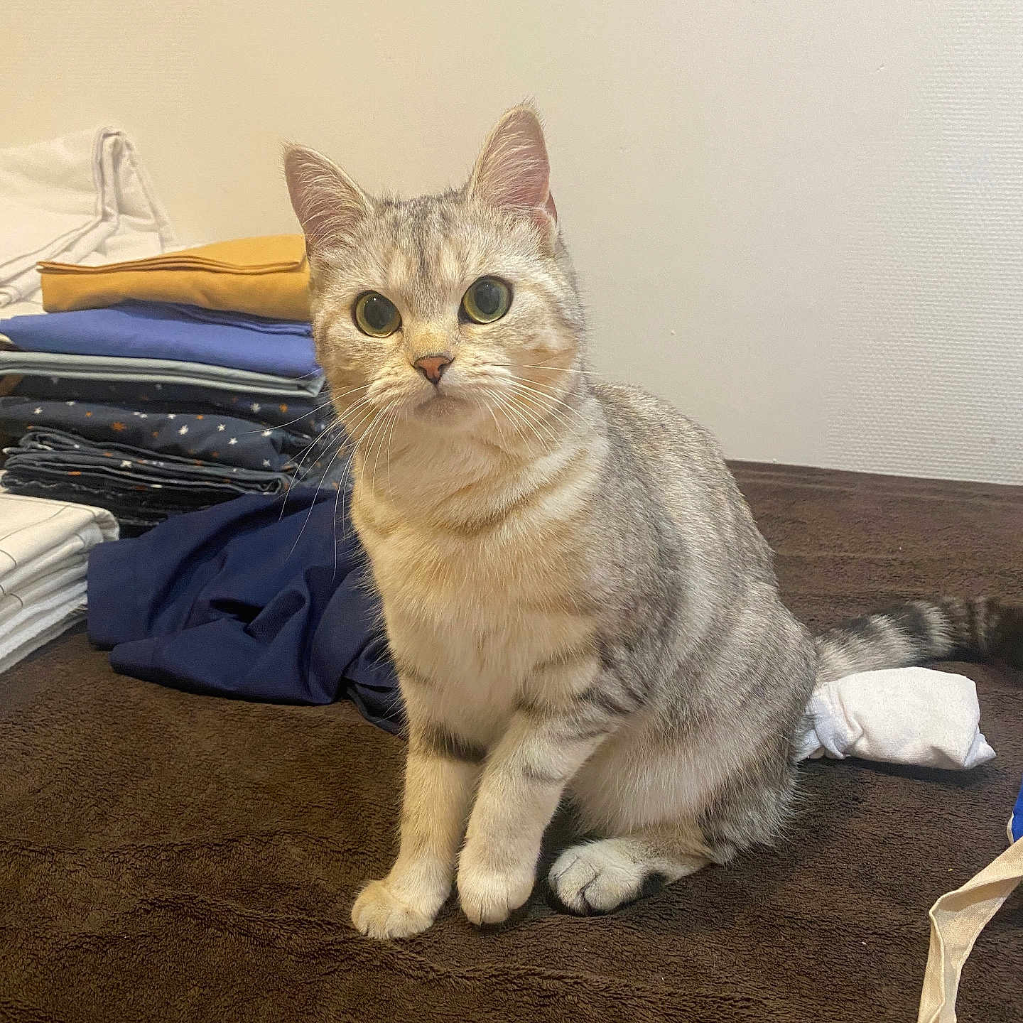 Nala participe au concours pour gagner de l'argent avec cette photo : cat, silver_tabby, pet, animal, indoor, curious, alert, folded_clothes, stack, brown_surface, whiskers, ears, tail, fur, domestic, mammal, sitting, looking, closeup, furniture