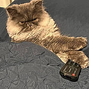 Eleven joined the competition — help win amazing prizes! cat, fluffy_cat, long_hair, gray_cat, brown_cat, pet, animal, feline, lounging, lying_down, bed, blanket, remote_control, indoor, bedroom, furniture, relaxed, serious_expression, close_up, portrait