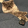 cat, fluffy_cat, long_hair, gray_cat, brown_cat, pet, animal, feline, lounging, lying_down, bed, blanket, remote_control, indoor, bedroom, furniture, relaxed, serious_expression, close_up, portrait