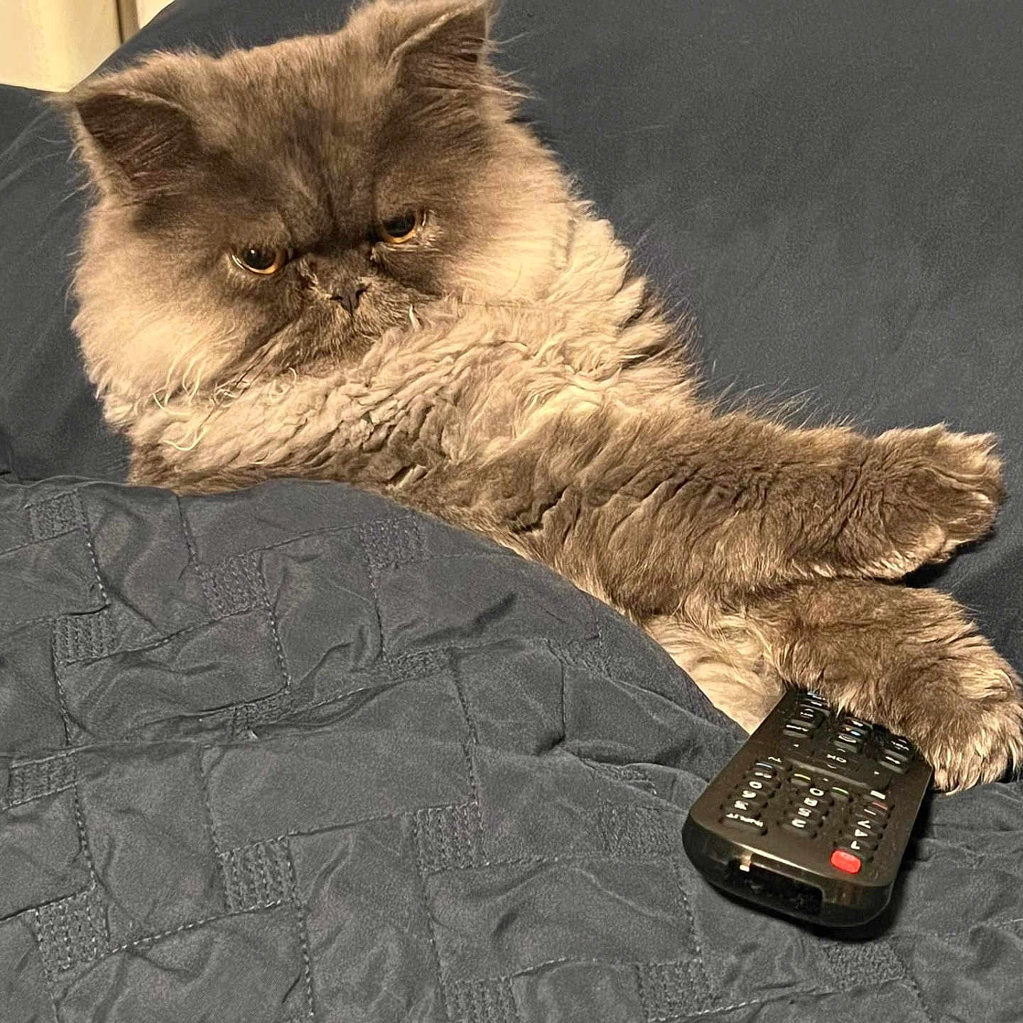 Eleven joined the competition — help win amazing prizes! cat, fluffy_cat, long_hair, gray_cat, brown_cat, pet, animal, feline, lounging, lying_down, bed, blanket, remote_control, indoor, bedroom, furniture, relaxed, serious_expression, close_up, portrait