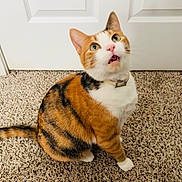 Regina joined the competition — help win amazing prizes! cat, calico, pet, animal, indoor, carpet, door, fur, whiskers, curious, sitting, tail, collar, orange, white, black, domestic, cute, feline, looking_up
