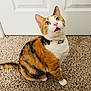cat, calico, pet, animal, indoor, carpet, door, fur, whiskers, curious, sitting, tail, collar, orange, white, black, domestic, cute, feline, looking_up
