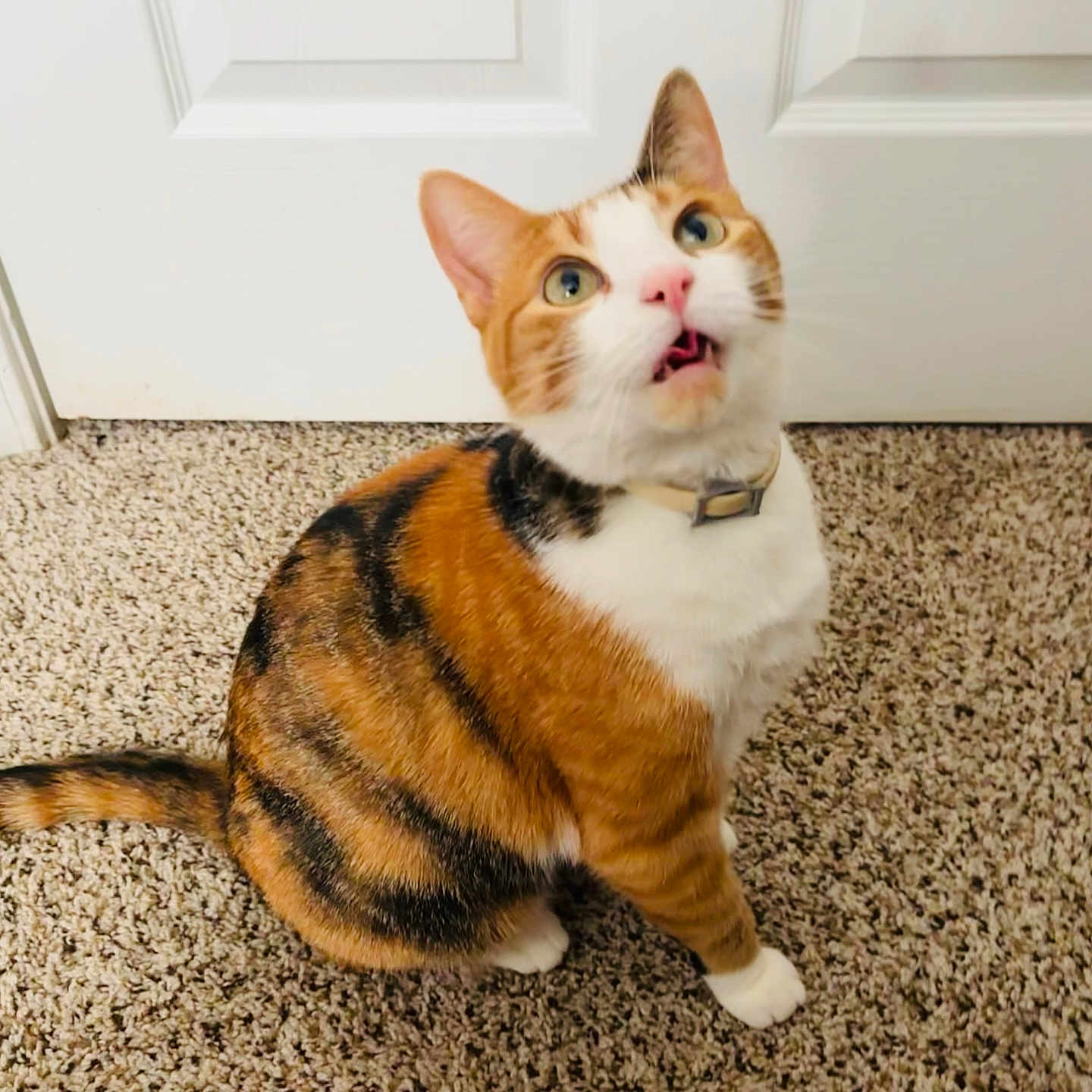 Regina joined the competition — help win amazing prizes! animal, black, calico, carpet, cat, collar, curious, cute, domestic, door, feline, fur, indoor, looking_up, orange, pet, sitting, tail, whiskers, white