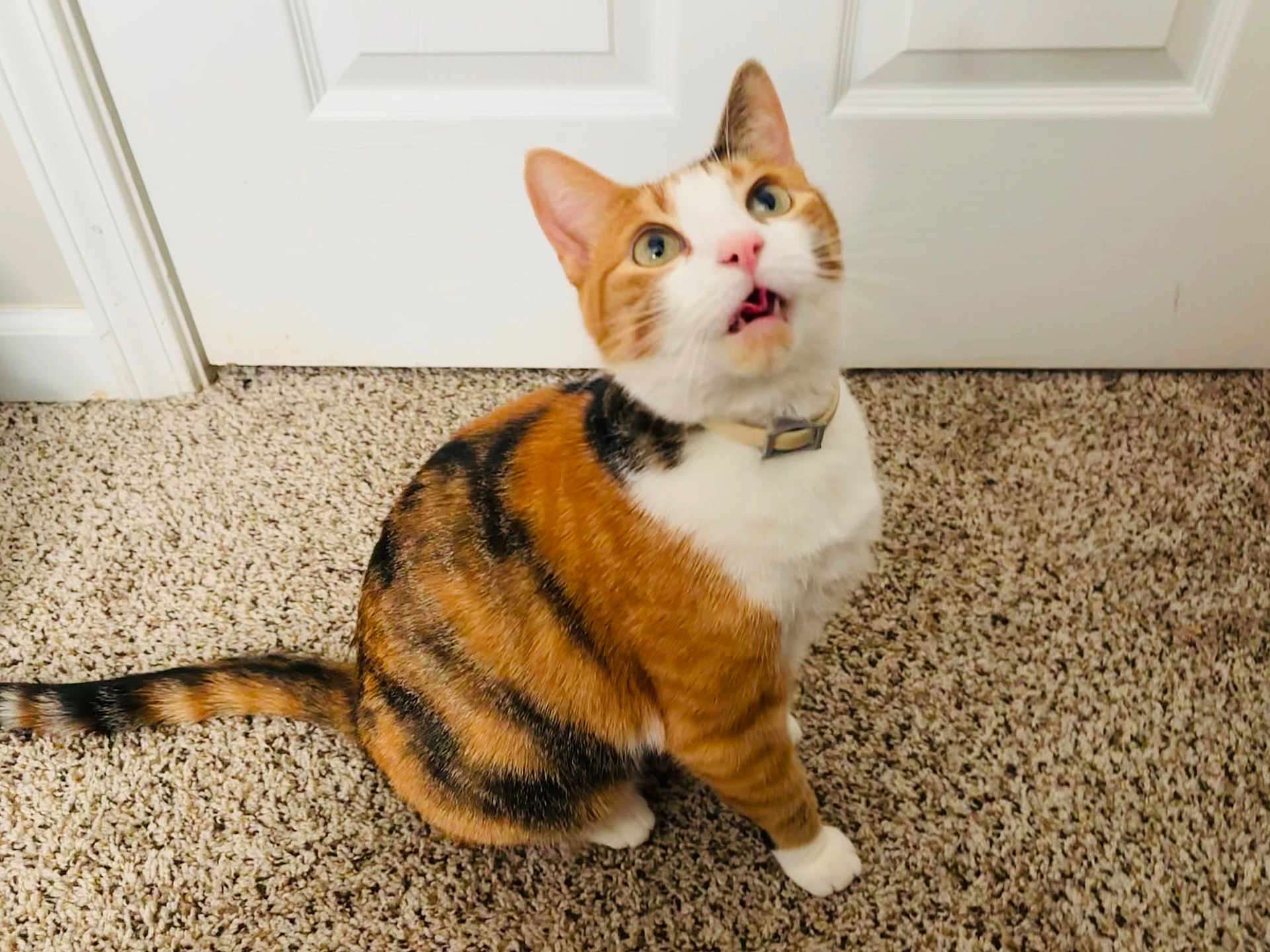 Regina joined the competition — help win amazing prizes! cat, calico, pet, animal, indoor, carpet, door, fur, whiskers, curious, sitting, tail, collar, orange, white, black, domestic, cute, feline, looking_up