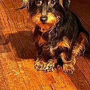 Marley is registered to the contest to win money with this photo: animal, black, brown, cute, dog, ears, eyes, floor, fur, indoor, looking_up, nose, paw, pet, scruffy, shadow, sitting, small_dog, warm_lighting, wooden_floor