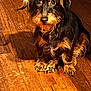 animal, black, brown, cute, dog, ears, eyes, floor, fur, indoor, looking_up, nose, paw, pet, scruffy, shadow, sitting, small_dog, warm_lighting, wooden_floor