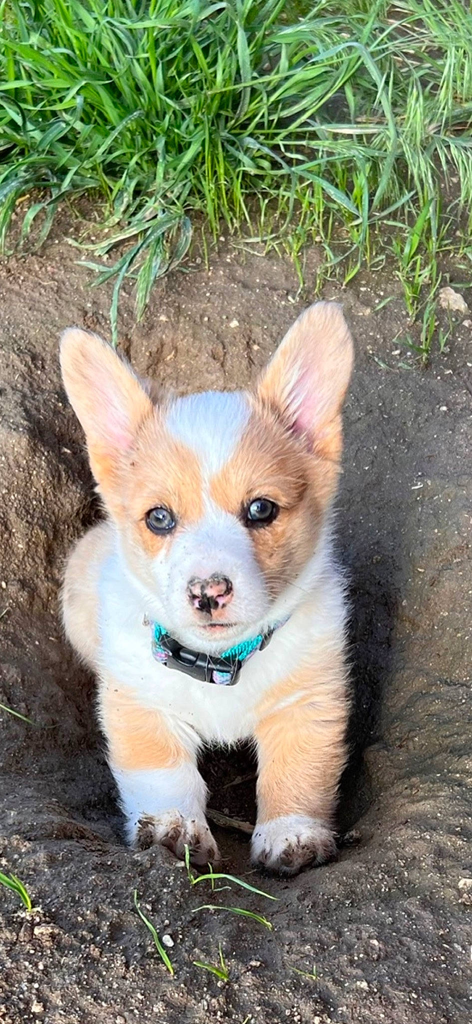 Daisy is registered to the contest to win money with this photo: canidae, carnivore, companion_dog, dog, dog_breed, fawn, fur, grass, herding_dog, plant, snout, sporting_group, tail, terrestrial_animal, whiskers, working_animal