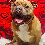 Peanut is registered to the contest to win money with this photo: dog, happy, tongue_out, rose_background, fluffy_surface, brown_dog, pet, smiling, portrait, cute, animal, sitting, friendly, indoor, closeup, canine, fur, ears, nose, whiskers