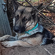 Valkyrie is registered to the contest to win money with this photo: dog, german_shepherd, collar, outdoor, dirt, twigs, branches, animal, pet, lying_down, fur, ears, nose, eyes, nature, forest_floor, canine, mammal, resting, closeup