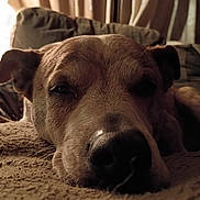 Hidee is registered to the contest to win money with this photo: dog, close_up, sleeping, resting, blanket, indoor, cozy, warm_lighting, pet, animal, fur, nose, ears, face, relaxed, soft_focus, texture, home, comfort, portrait