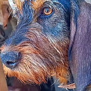 Mimie a rejoint le concours — aidez-le/la à gagner de superbes lots ! dog, close_up, animal, fur, face, whiskers, ears, nose, amber_eyes, pet, canine, portrait, scruffy, looking_away, texture, outdoor, brown, black, muzzle, expression