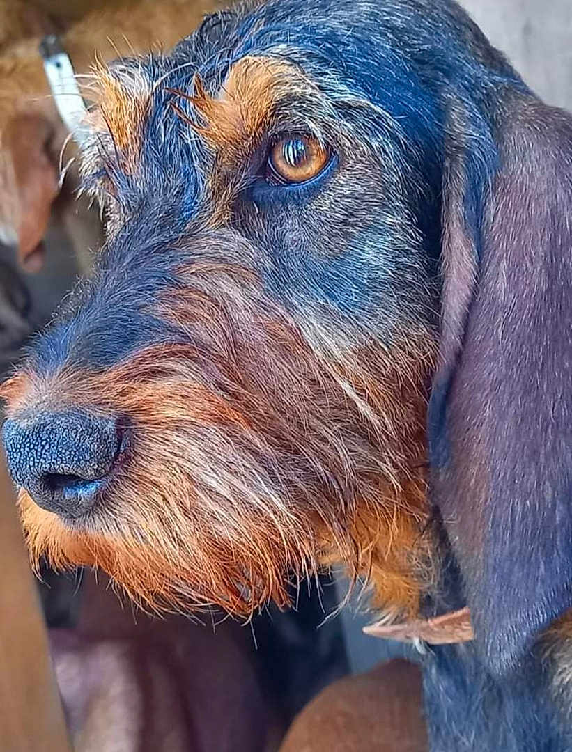 Mimie a rejoint le concours — aidez-le/la à gagner de superbes lots ! dog, close_up, animal, fur, face, whiskers, ears, nose, amber_eyes, pet, canine, portrait, scruffy, looking_away, texture, outdoor, brown, black, muzzle, expression