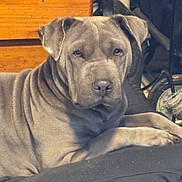 Sugar is registered to the contest to win money with this photo: dog, pit_bull, gray_dog, short_hair, floppy_ears, wrinkled_face, brown_eyes, nose, paws, lying_down, bed, bedding, bedroom, dresser, furniture, indoors, portrait, pet, serious_expression, mirror_reflection