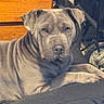 dog, pit_bull, gray_dog, short_hair, floppy_ears, wrinkled_face, brown_eyes, nose, paws, lying_down, bed, bedding, bedroom, dresser, furniture, indoors, portrait, pet, serious_expression, mirror_reflection