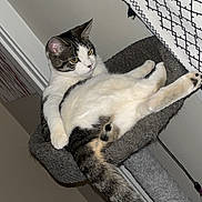 Eren is registered to the contest to win money with this photo: carpet, cat, cat_tree, corner, curtain, domestic_animal, ear, feline, fur, home, indoor, lounging, pattern, paw, pet, relaxed, resting, tail, wall, whiskers