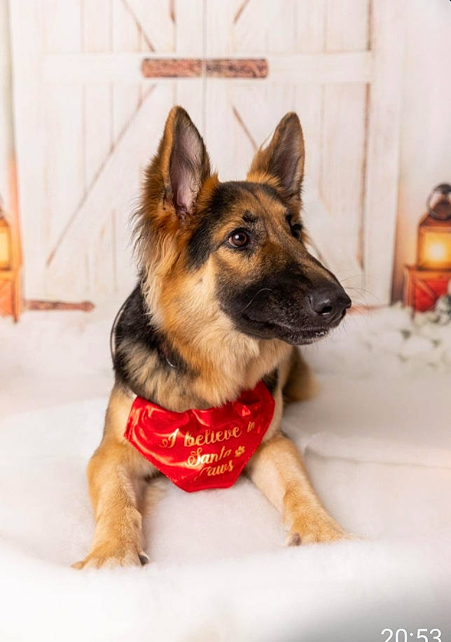 Kira is registered to the contest to win money with this photo: canidae, carnivore, collar, companion_dog, dog, dog_breed, dog_supply, east_european_shepherd, fawn, fur, german_shepherd_dog, herding_dog, king_shepherd, pet_supply, snout, snow, sporting_group, terrestrial_animal, working_animal, working_dog
