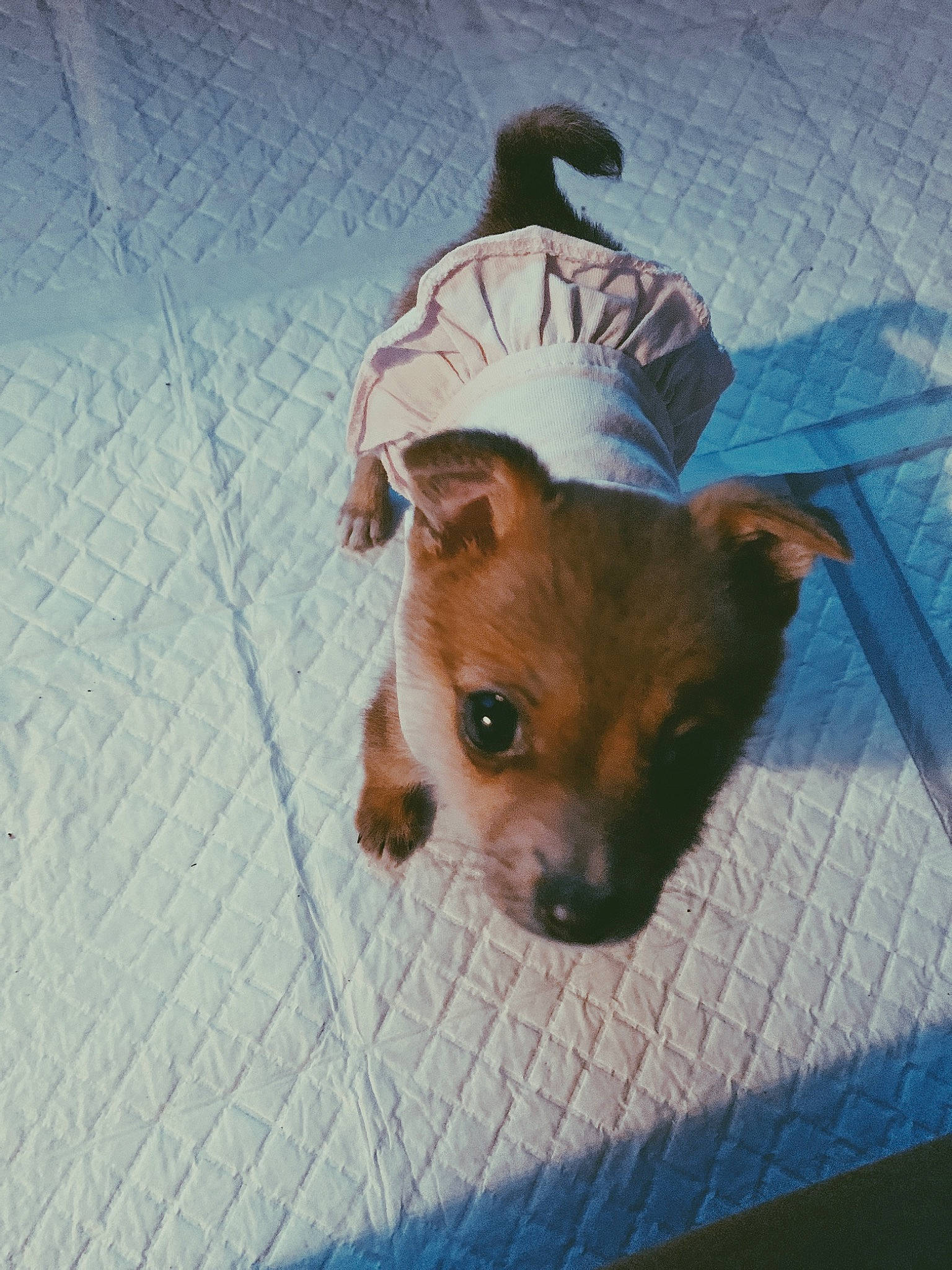 Hazelnut joined the competition — help win amazing prizes! canidae, carnivore, chihuahua, companion_dog, dog, dog_breed, fawn, mammal, puppy, rare_breed_dog, snout, toy_dog