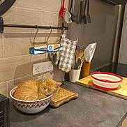Dusty a rejoint le concours — aidez-le/la à gagner de superbes lots ! cat, orange_cat, bowl, kitchen, countertop, utensils, oven_mitts, wooden_spoons, cutting_board, appliance, tile_wall, relaxing, sleeping, domestic, pet, indoor, cozy, curled_up, cute, quiet