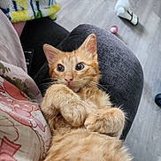 Cinnamon joined the competition — help win amazing prizes! cat, orange_tabby, pet, animal, fur, whiskers, paws, curious, wide_eyes, lap, person, indoor, blanket, clothing, floor, cozy, resting, cute, domestic_cat, feline