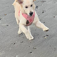 Summer Rose joined the competition — help win amazing prizes! animal, beach, canine, daylight, dog, ears, energetic, fun, leaping, nature, outdoor, paws, pet, pink_harness, playful, puppy, rocks, running, sand, seaweed